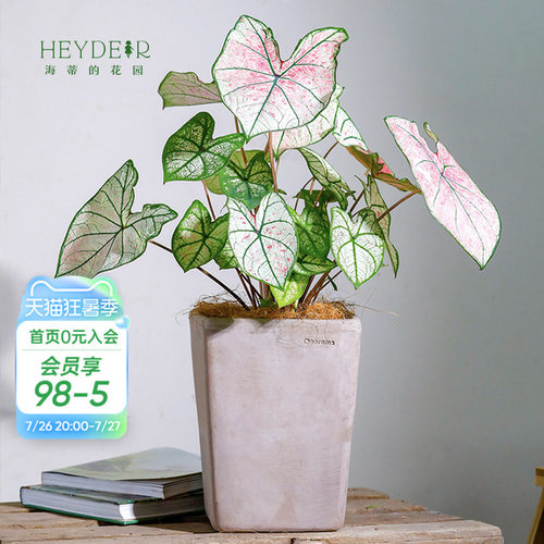 彩叶芋办公室桌面观叶植物