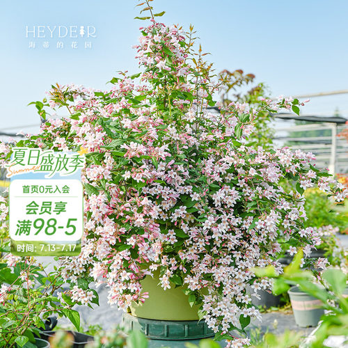 海蒂的花园花卉灌木春季开花