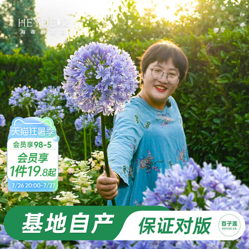 草本植物花箭挺立花朵如球
