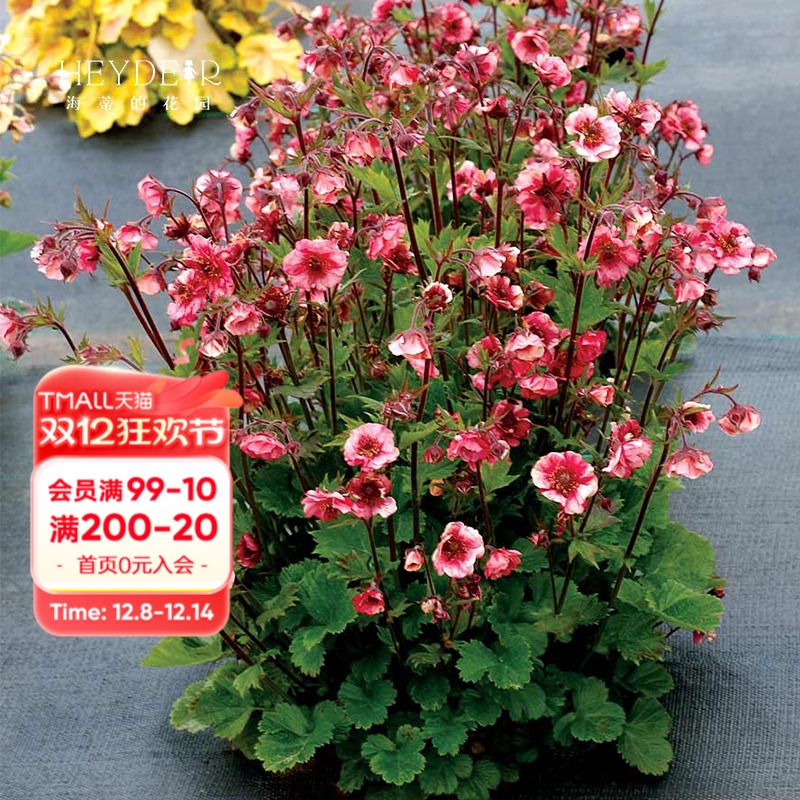 海蒂的花园水杨梅多年生宿根草本植物阳台庭院好养野趣花卉盆栽苗