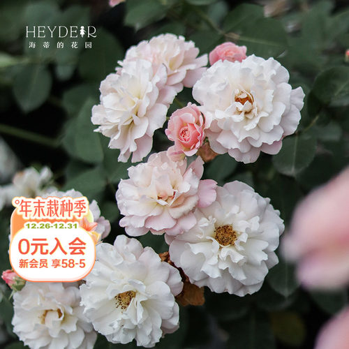 海蒂的花园灌木盆栽花卉植物