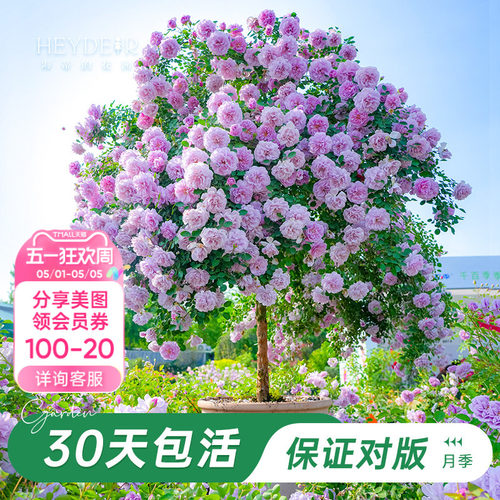 棒棒糖月季大苗带花苞
