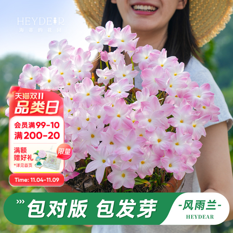 海蒂的花园风雨兰多年生花卉