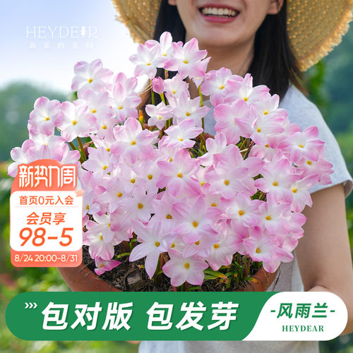 海蒂的花园风雨兰多年生花卉