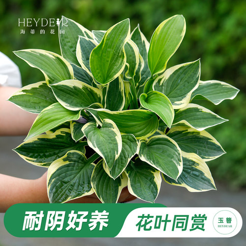海蒂的花园玉簪阳台庭院观叶