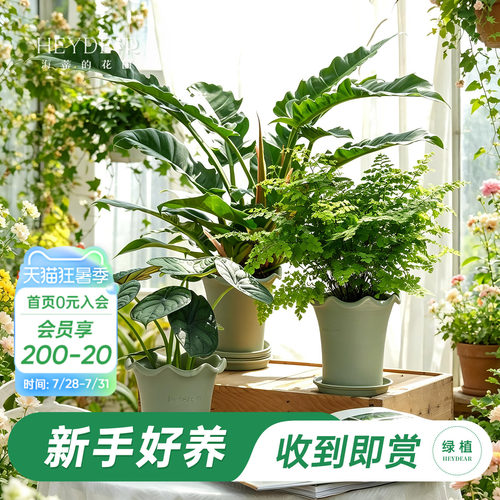 海蒂的花园绿植成品套盆桌面盆栽