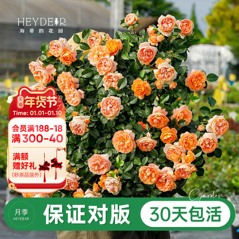 ���ٵĻ�԰�콢���¼��������Թ�֭��̨С�����ٻ���ֲ����̨ͥԺ 15.84Ԫ