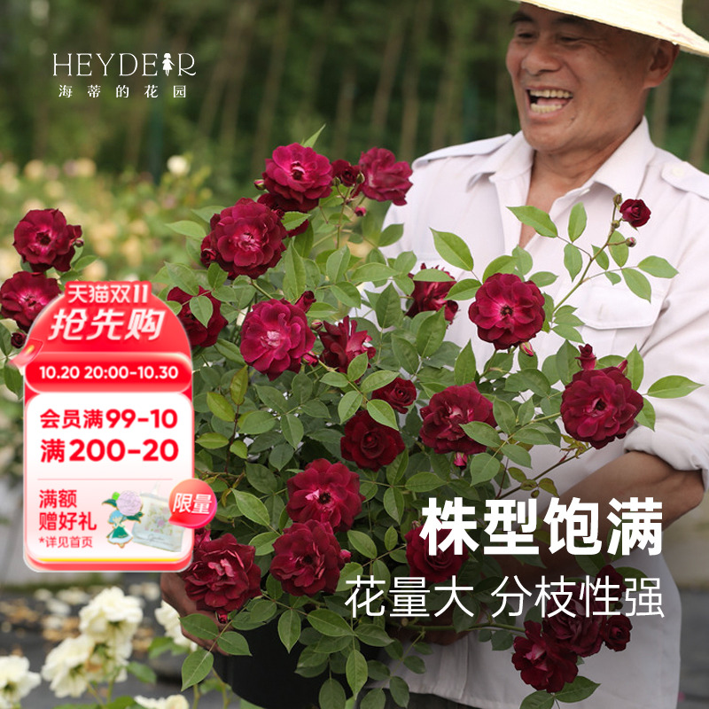 多季节开花月季新手适合栽种
