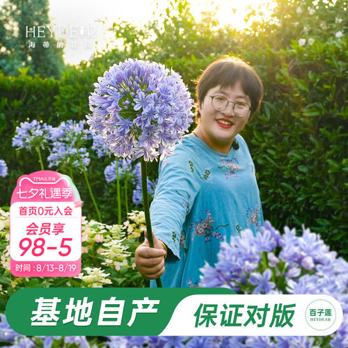 草本植物花箭挺立花朵如球