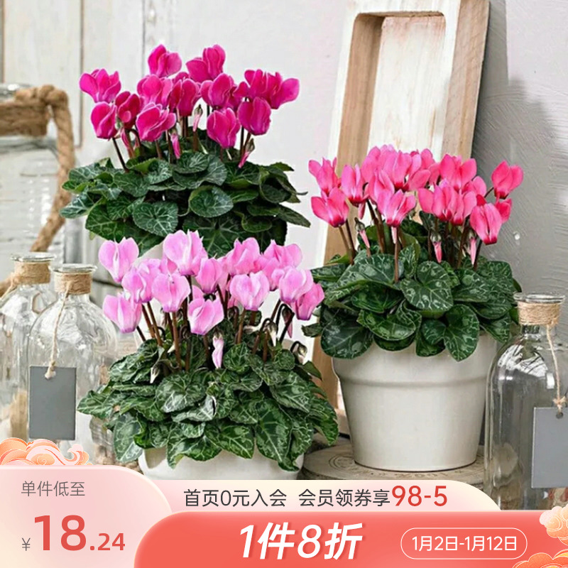 海蒂的花园旗舰店仙客来盆栽苗冬季开花客厅办公桌花卉植物室内花