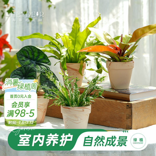 海蒂的花园成品绿植盆栽新手好养