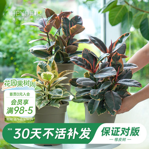 室内植物室内花橡皮树盆栽