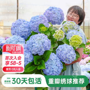 海蒂 花园旗舰店重瓣绣球花盆栽花园阳台可种无尽星河绣球花苗