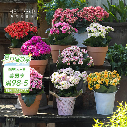 海蒂的花园官方旗舰店长寿花盆栽室内阳台桌面植物花卉带花苞发货