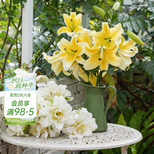 海蒂的花园旗舰店百合种球鲜切花品种全国可种花园阳台花卉球根