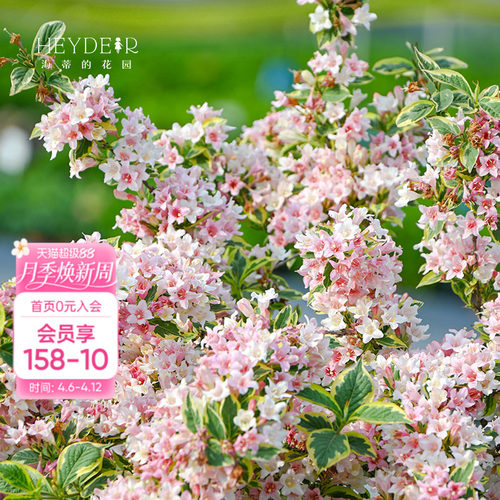 海蒂的花园锦带春季露台花卉植物