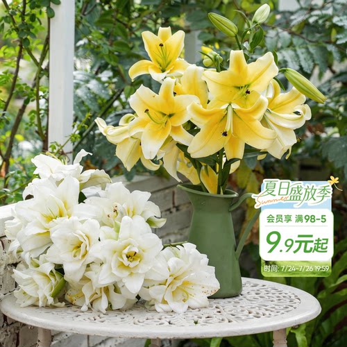 海蒂的花园旗舰店百合种球鲜切花品种全国可种花园阳台花卉球根