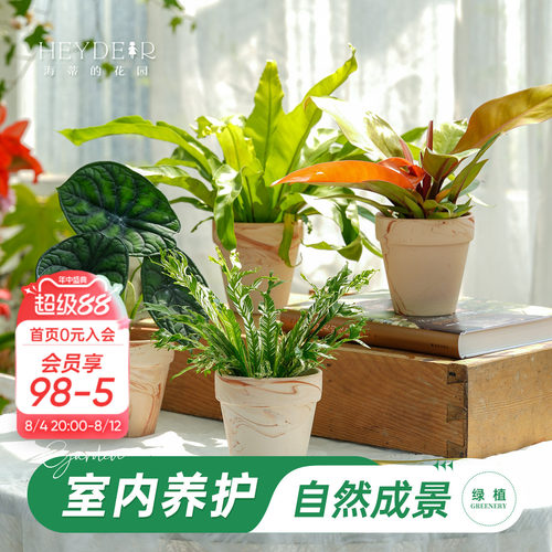海蒂的花园成品绿植盆栽新手好养