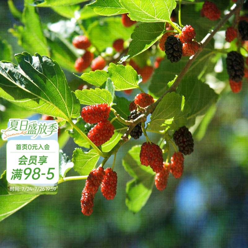 海蒂的花园桑葚树苗台湾长果桑白玉王好养水果苗南北方种植盆栽苗