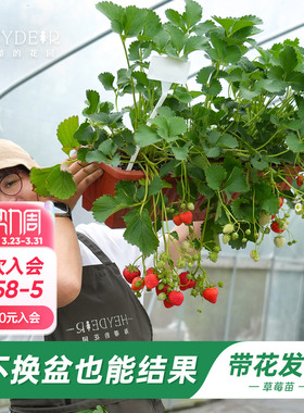 海蒂的花园旗舰店草莓苗秧盆栽奶油草莓特大号丹东99红颜结果新苗