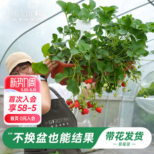海蒂 花园旗舰店草莓苗秧盆栽奶油草莓特大号丹东99红颜结果新苗