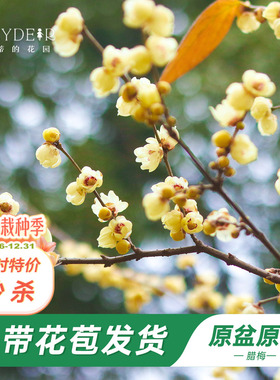 海蒂的花园旗舰店腊梅树苗带花苞地栽冬季耐寒花卉盆栽庭院植物