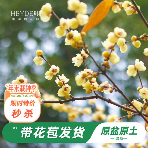 海蒂的花园腊梅花苗易活好养