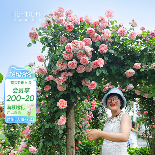 海蒂的花园月季盆栽苗爬藤花卉