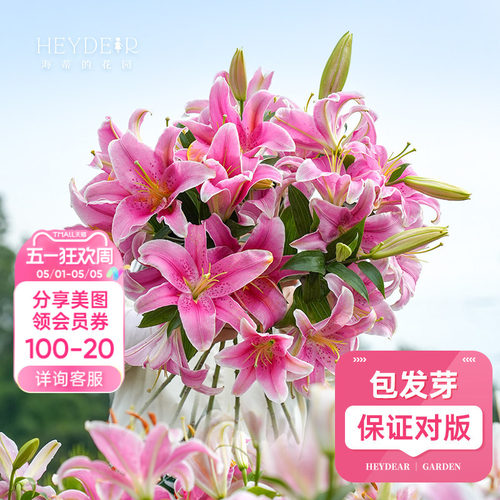 进口百合种球包对版包发芽