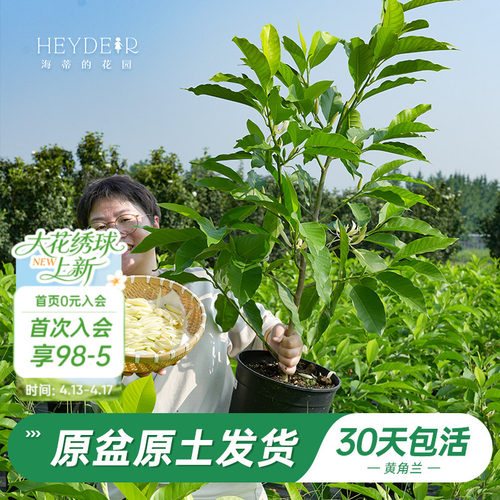 多季开花灌木清新雅致香气袭人