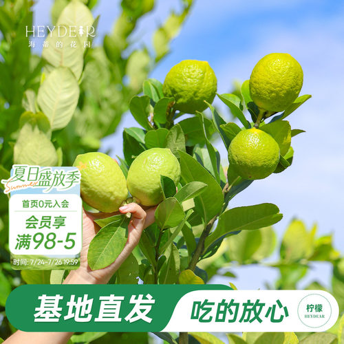 香水柠檬树树苗植物盆栽