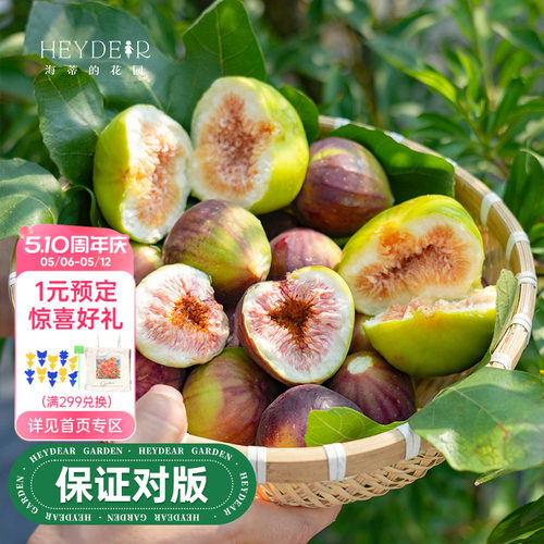 基地自产无花果苗保证对版