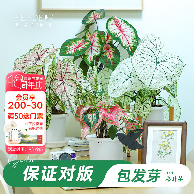 海蒂彩叶芋办公室桌面图片
