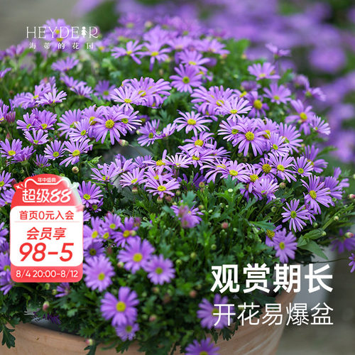 多年生草花可垂吊花期长