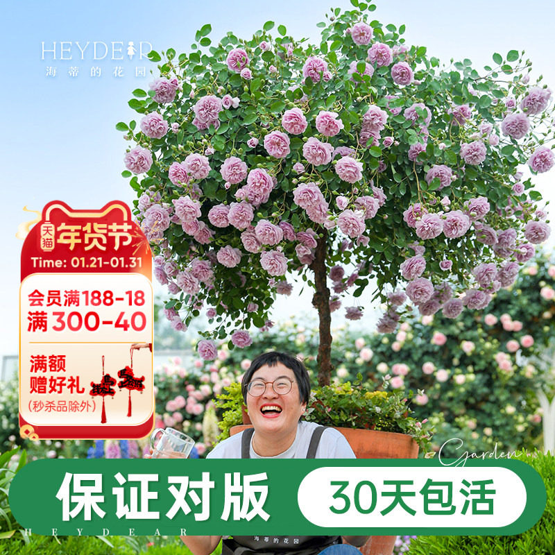 海蒂的花园旗舰店月季花苗蓝色阴雨粉色龙沙宝石爬藤月季大苗盆栽,鲜花速递/花卉仿真/绿植园艺,月季/蔷薇/玫瑰,淘宝优惠券,粉丝福利购,淘宝优惠卷