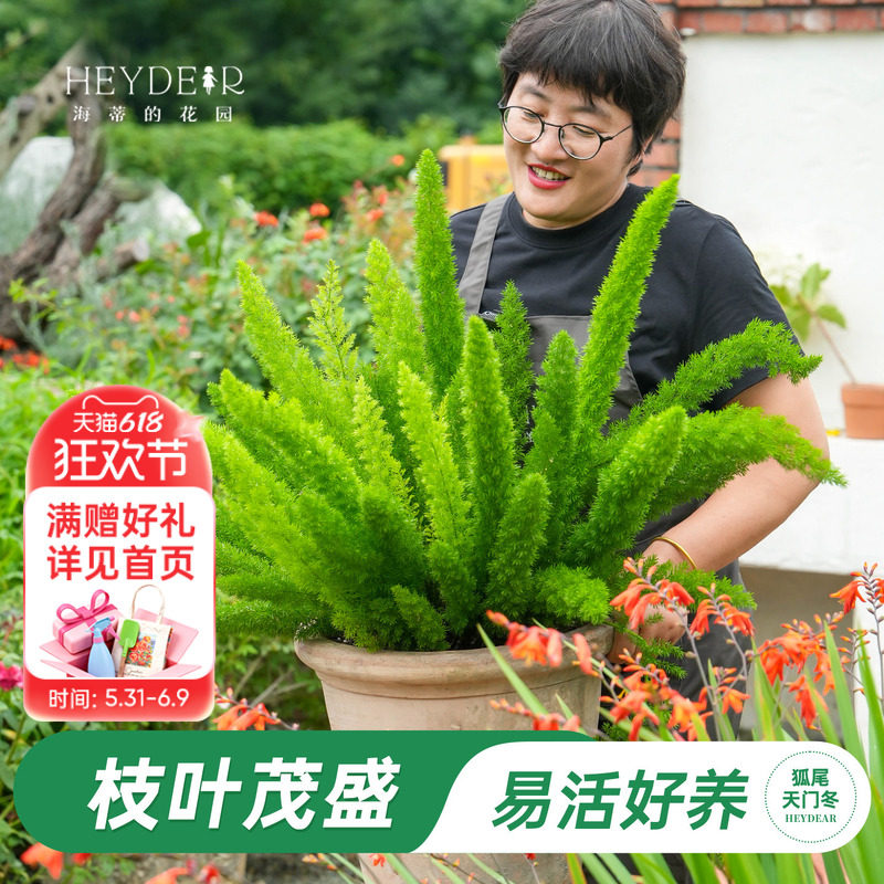 海蒂的花园狐尾天门冬多年生常绿植物室外庭院盆景观叶绿植盆栽苗