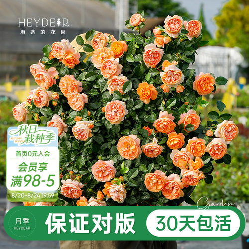 品牌优选月季30天包活