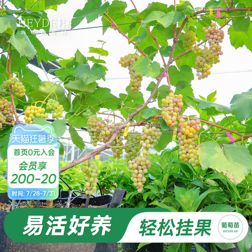 海蒂的花园葡萄苗包对版可结果