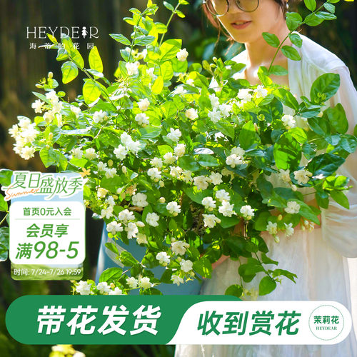 海蒂的花园重瓣茉莉花盆栽带花苗