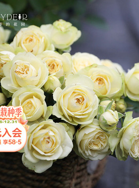 海蒂的花园旗舰店月季花苗奶油龙沙宝石奶油伊甸园花园地栽盆栽苗