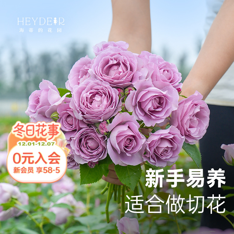 果汁月季海蒂的花园适合新手