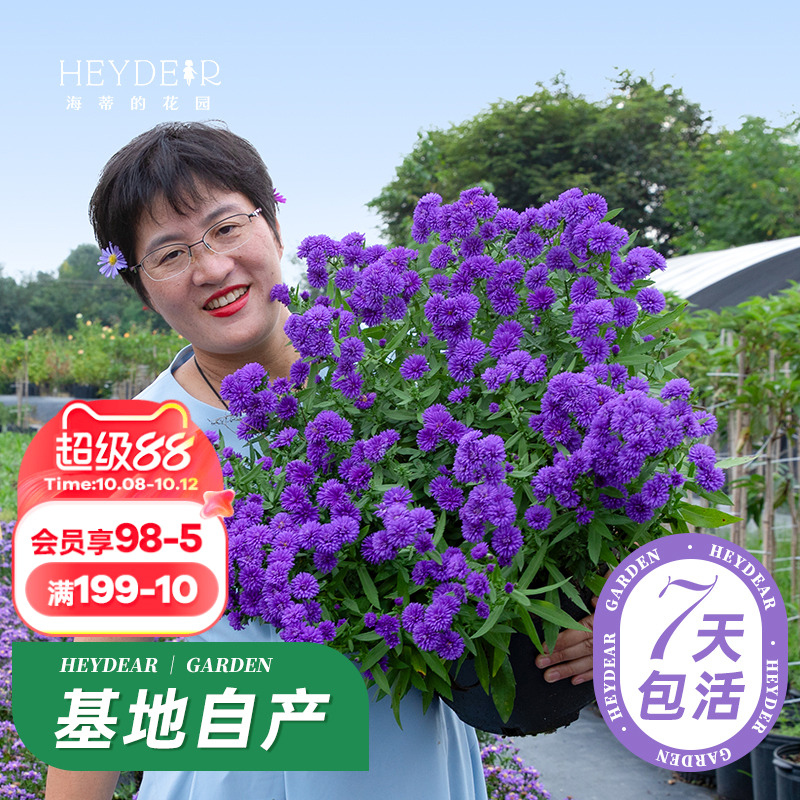 耐热耐寒草花全国均可栽种