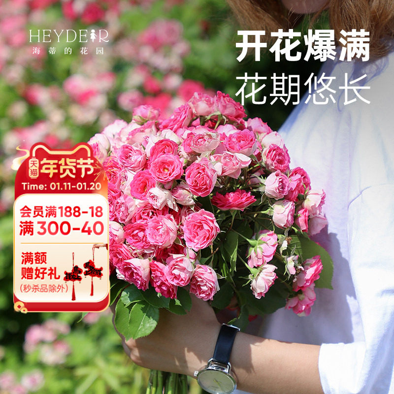 海蒂的花园 胭脂扣藤本丰花月季花墙拱门栅栏阳台爬藤花卉盆栽苗,鲜花速递/花卉仿真/绿植园艺,月季/蔷薇/玫瑰,淘宝优惠券,粉丝福利购,淘宝优惠卷