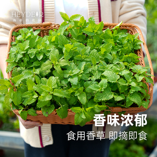 海蒂 花园旗舰店薄荷迷迭香食用香草植物多年生室外阳台花卉盆栽