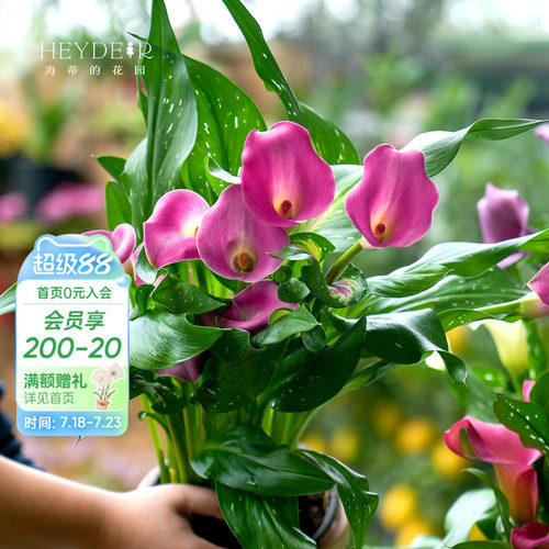 多年生庭院彩色马蹄莲海蒂的花园