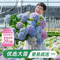 海妈家自产绣球花苗新手易养