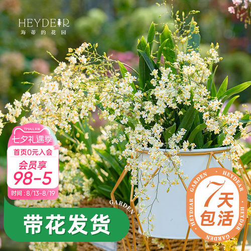 梦香文心兰室内开花香气四溢