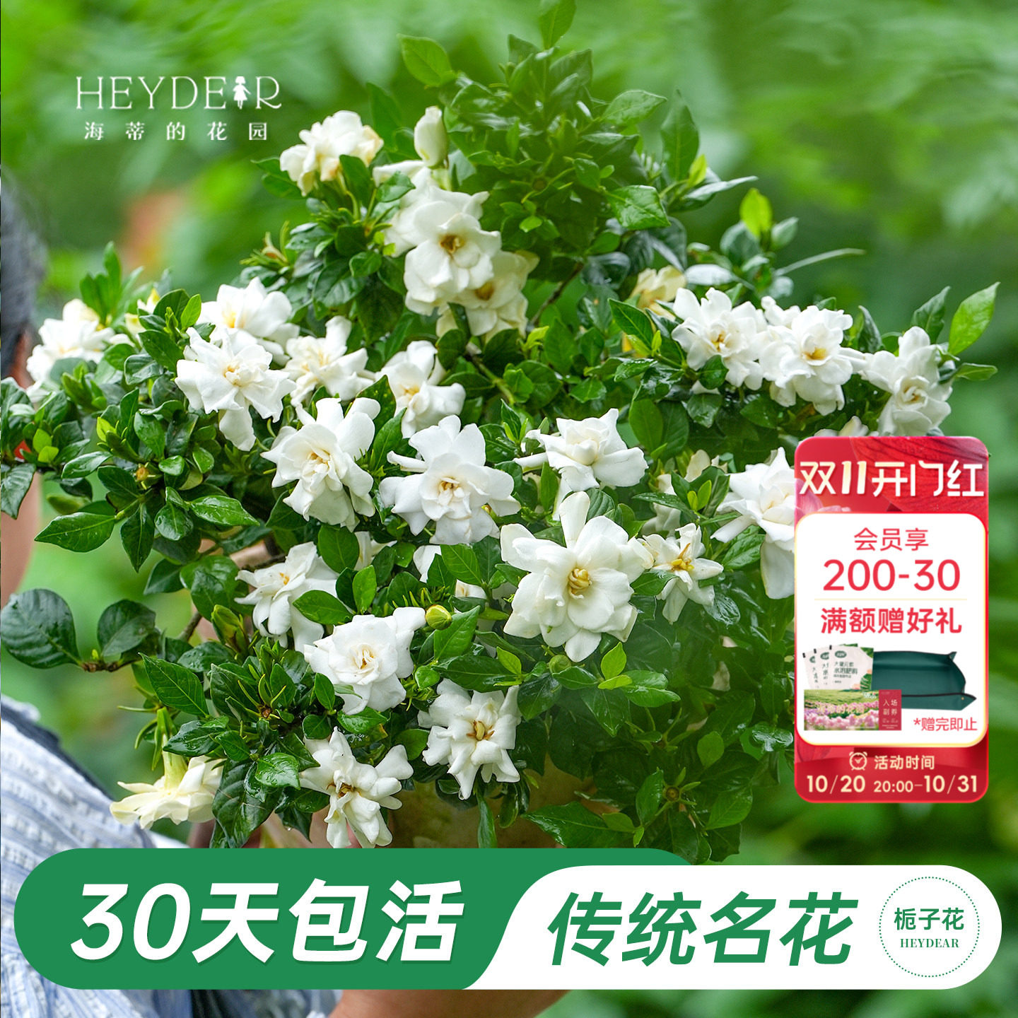 海蒂的花园官方旗舰店栀子花苗阳台植物棒棒糖树苗四季好养花卉