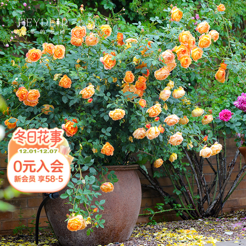 海蒂的花园夏洛特夫人阳台花卉