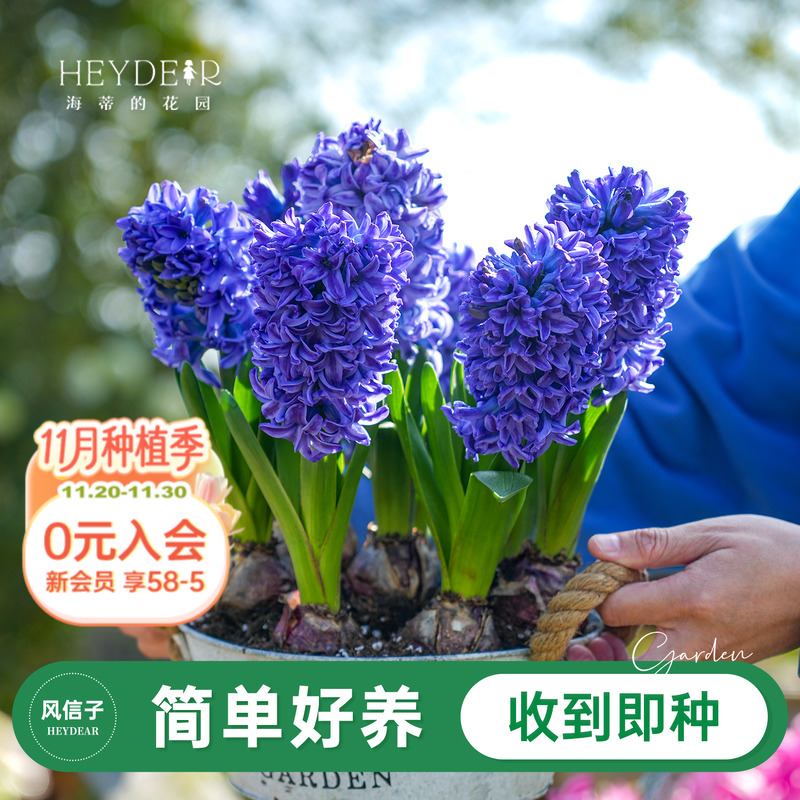 风信子海蒂的花园春季花卉